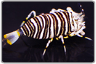 Bumble Bee Shrimp